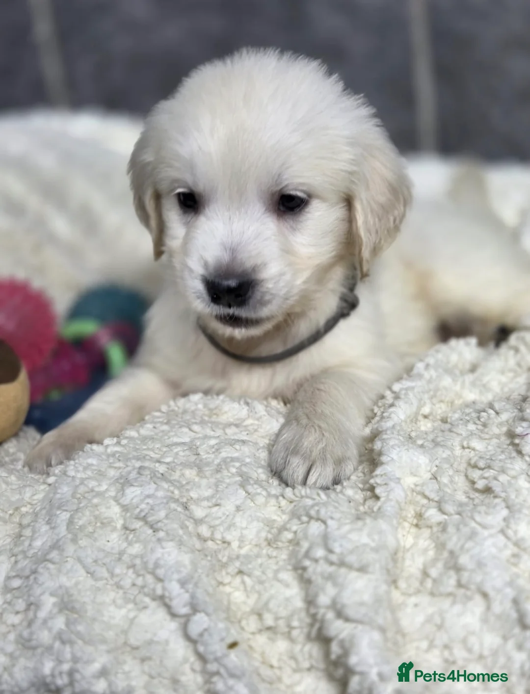 Golden Retriever dogs for sale: Beautiful kc golden retriever pups - Advert 4