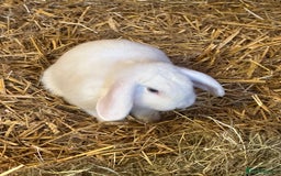 Mini Lop rabbits for sale: Mini lop bunnies  - Image 7