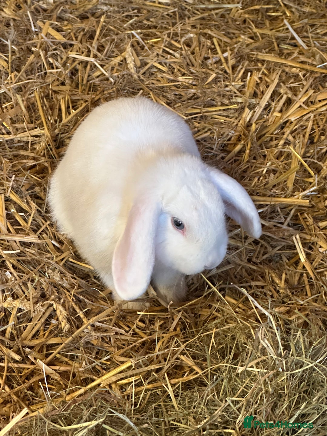 Mini Lop rabbits for sale: Mini lop bunnies  - Image 7