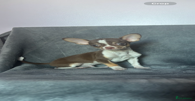 Chihuahua dogs Chihuahuas puppies  - Advert 15