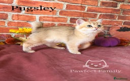 British Shorthair cats for sale: Superb pedigree show quality kittens - Image 18