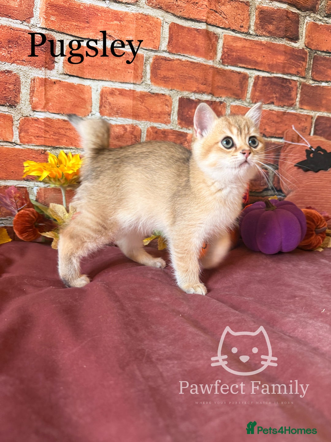 British Shorthair cats for sale: Superb pedigree show quality kittens - Image 18