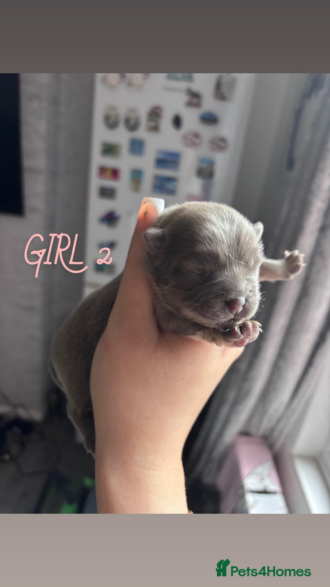 Mixed Breed dogs for sale: Chowpom puppies - Advert 15