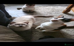 Mixed Breed cats for sale: Arya and kitten  - Advert 8