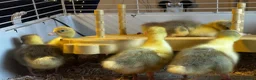 Geese poultry for sale: SEBASTOPOL GOSLINGS - READY NOW - Advert 7