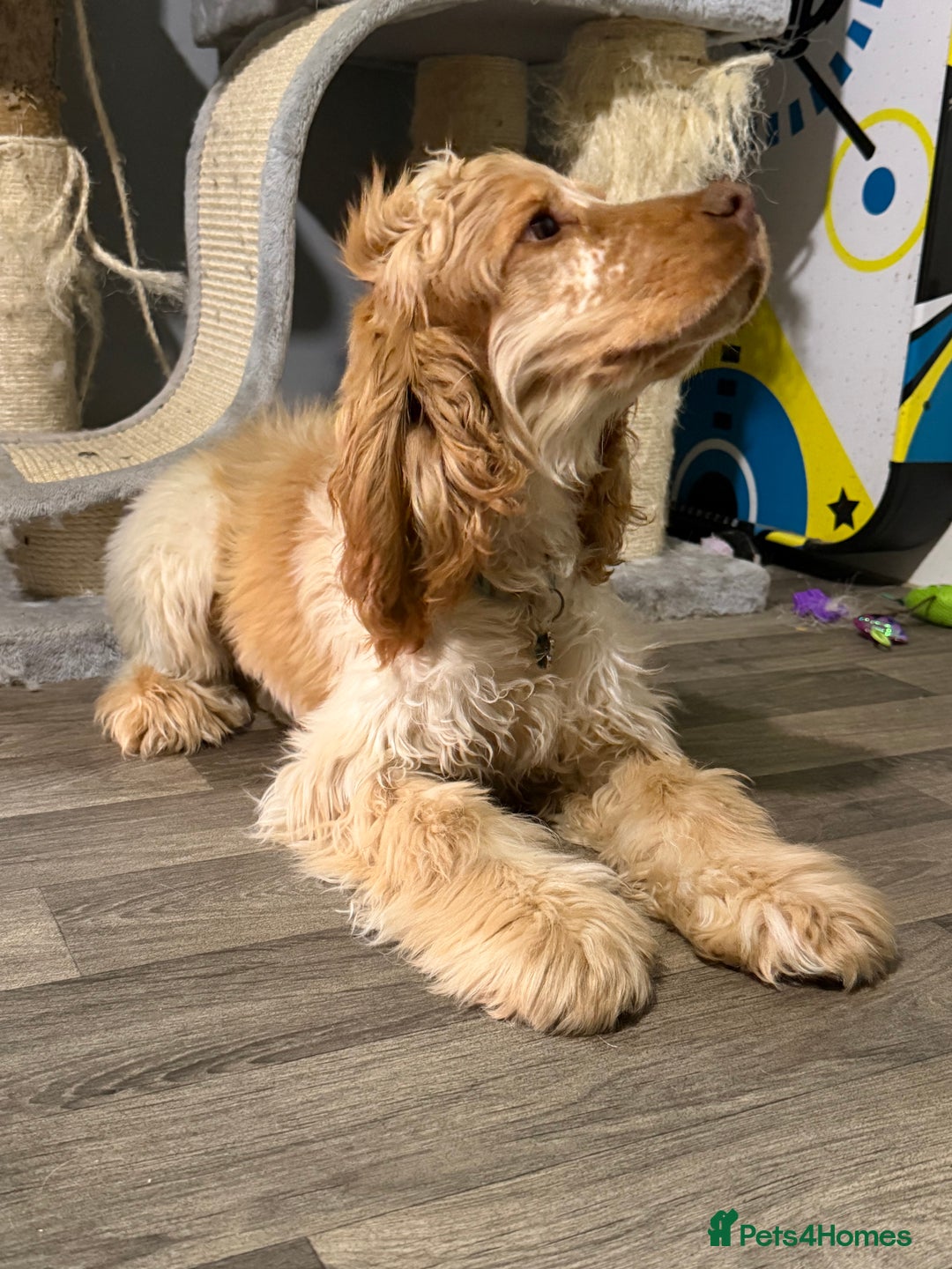 Cocker Spaniel dogs for sale: NOW RESERVED💙 - Advert 6