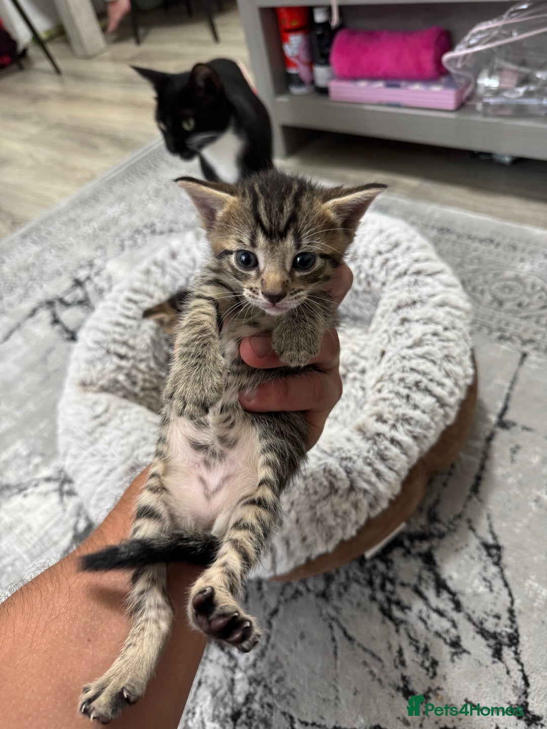 Mixed Breed cats for sale: 2 Adorable Boy Kittens for sale - Image 7