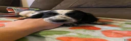 English Springer Spaniel dogs for sale: Springer Spaniel Puppies in Waterlooville - Advert 13