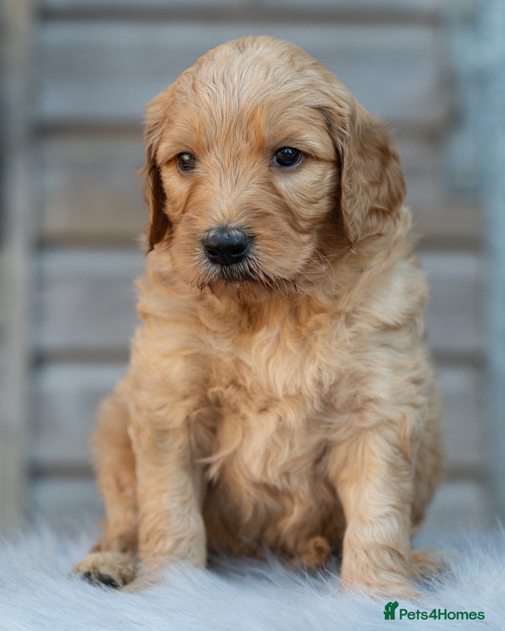 Goldendoodle dogs QUALITY F1 GOLDENDOODLE PUPPIES🌟 - Advert 2