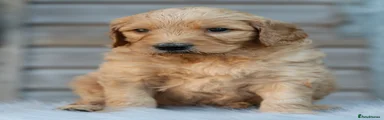 Goldendoodle 4