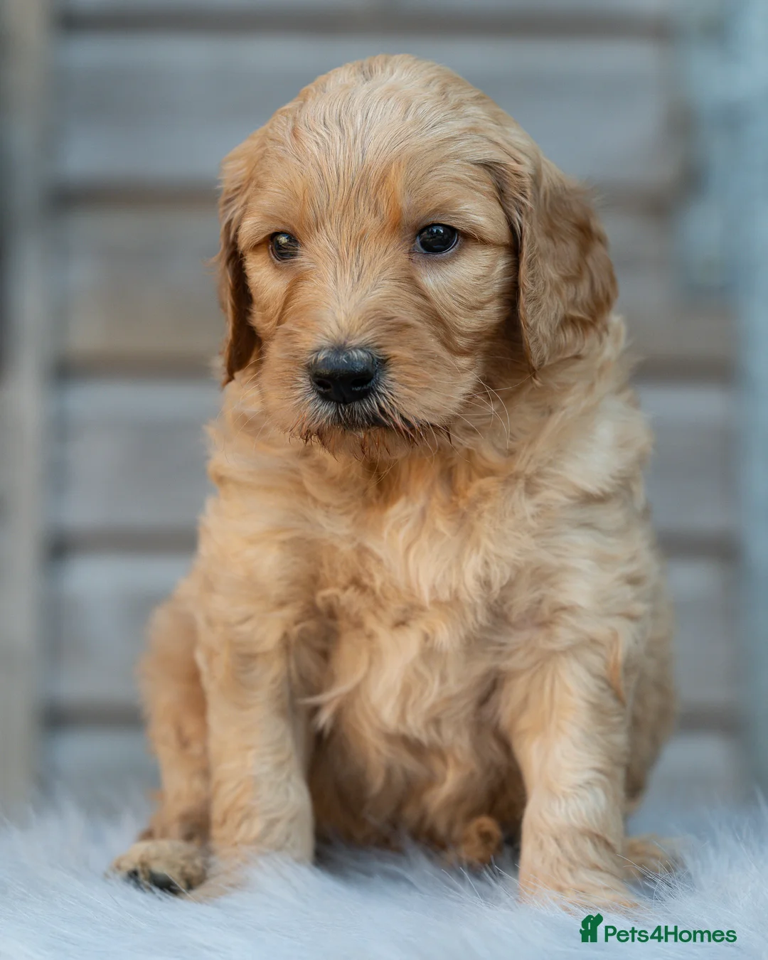 Goldendoodle dogs for sale: QUALITY F1 GOLDENDOODLE PUPPIES🌟 - Advert 2