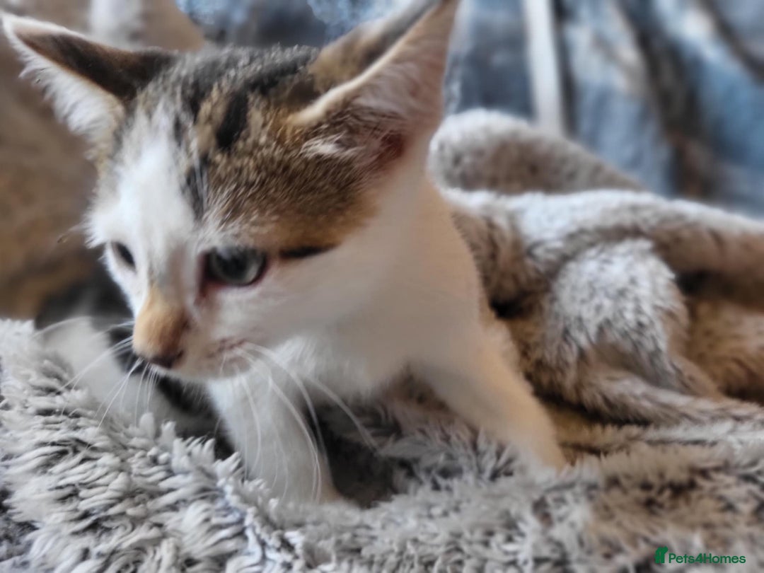 Mixed Breed cats for sale: 4 beautiful little kittens  - Image 7