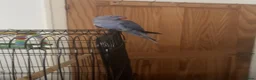 Ringnecks birds for sale: beautiful rare violet indian ringneck parrot in Batley - Advert 1