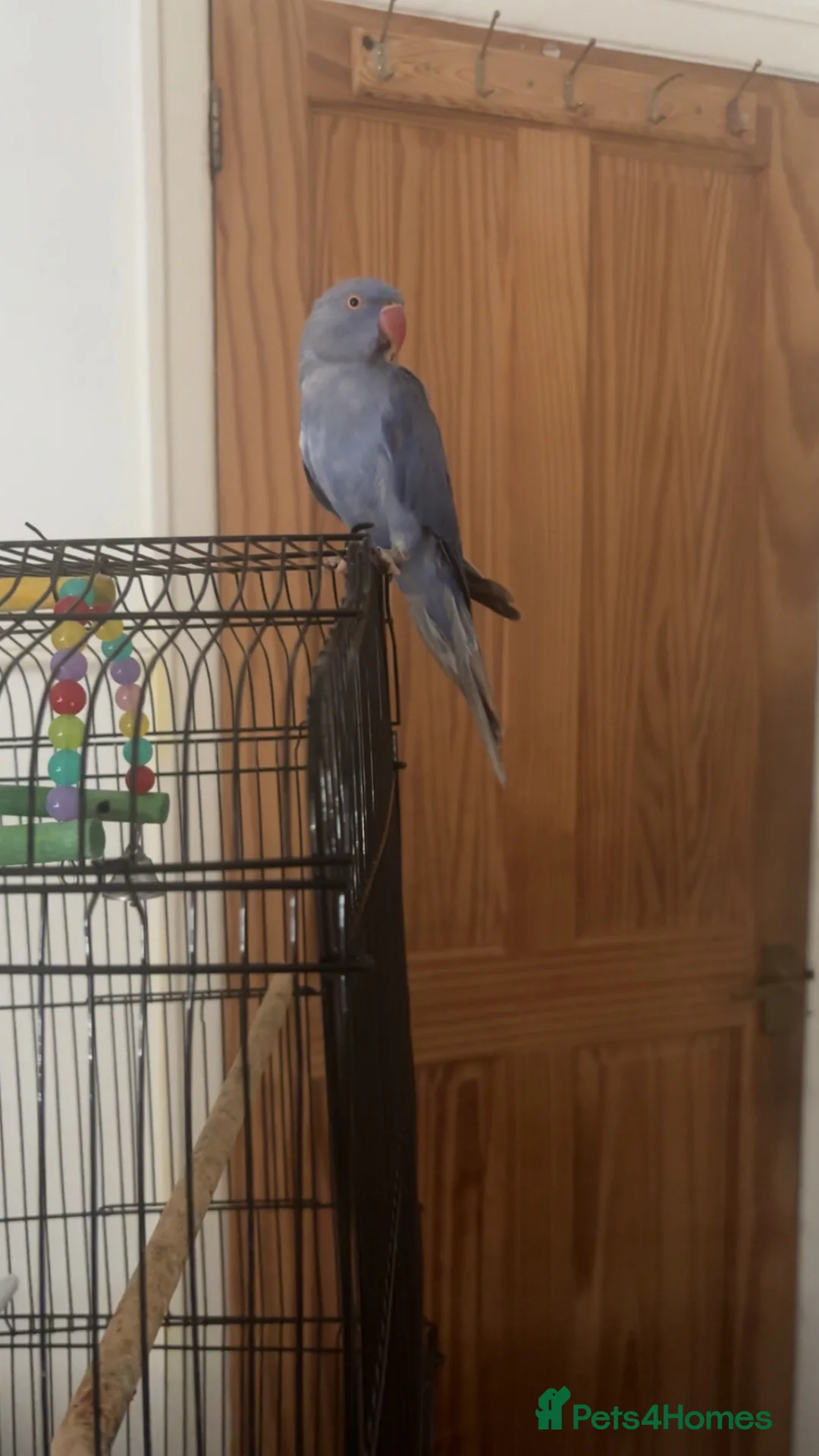 Ringnecks birds for sale: beautiful rare violet indian ringneck parrot in Batley - Advert 1