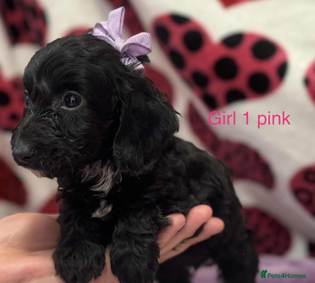 Cockapoo dogs for sale: Cockerpoo puppies - Image 1