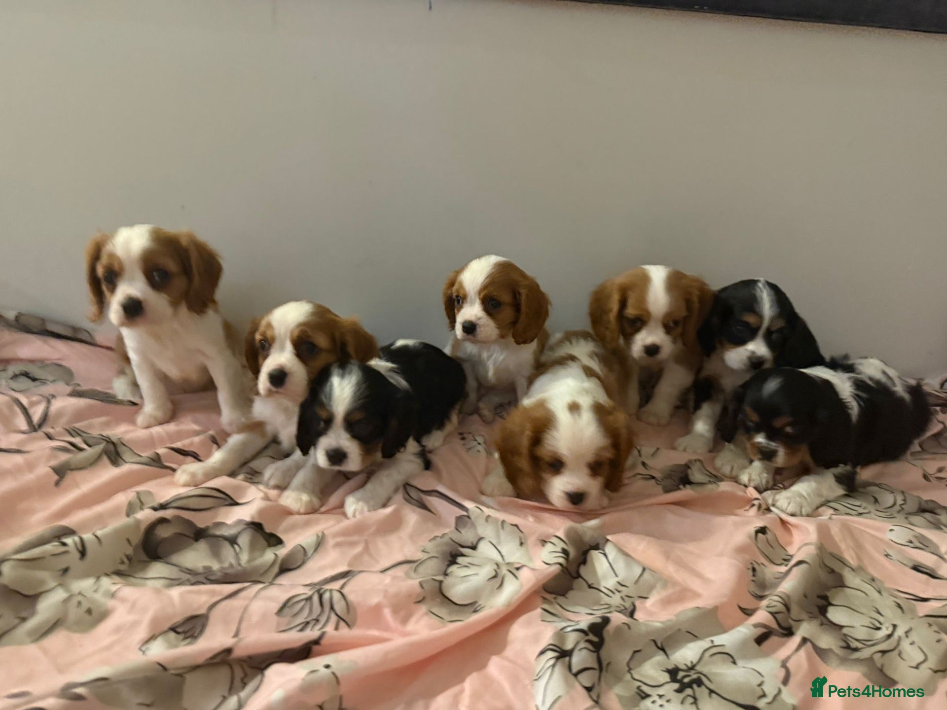 Cavalier King Charles Spaniel dogs ⭐️⭐️⭐️⭐️⭐️ King Charles cavalier puppy’s  - Advert 13
