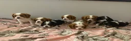 Cavalier King Charles Spaniel dogs for sale: ⭐️⭐️⭐️⭐️⭐️ King Charles cavalier puppy’s  - Advert 6