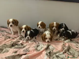 Cavalier King Charles Spaniel dogs ⭐️⭐️⭐️⭐️⭐️ King Charles cavalier puppy’s - Advert 13