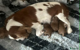 Cavapoo dogs for sale: Adorable Cavapoo Puppies - Image 5