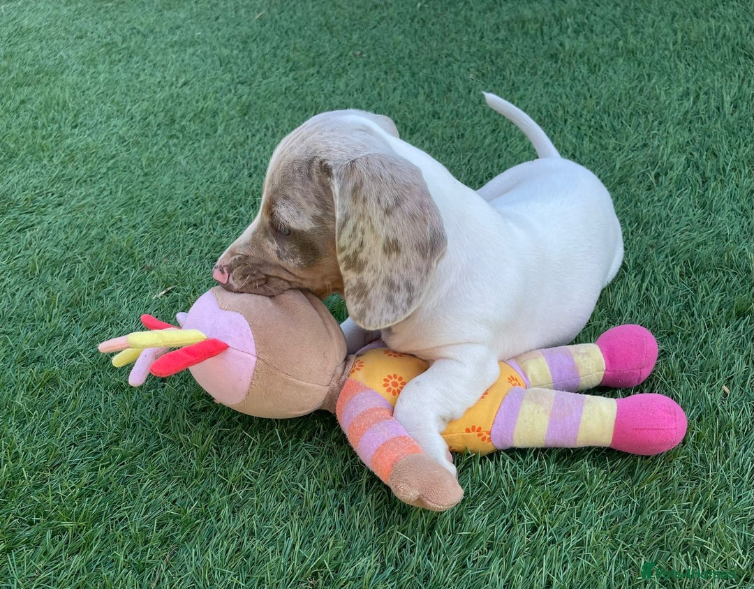 Miniature Dachshund dogs for sale: Lilac pied dachshund puppy - Image 3