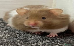 Hamster rodents for sale: Baby hamster  - Advert 7