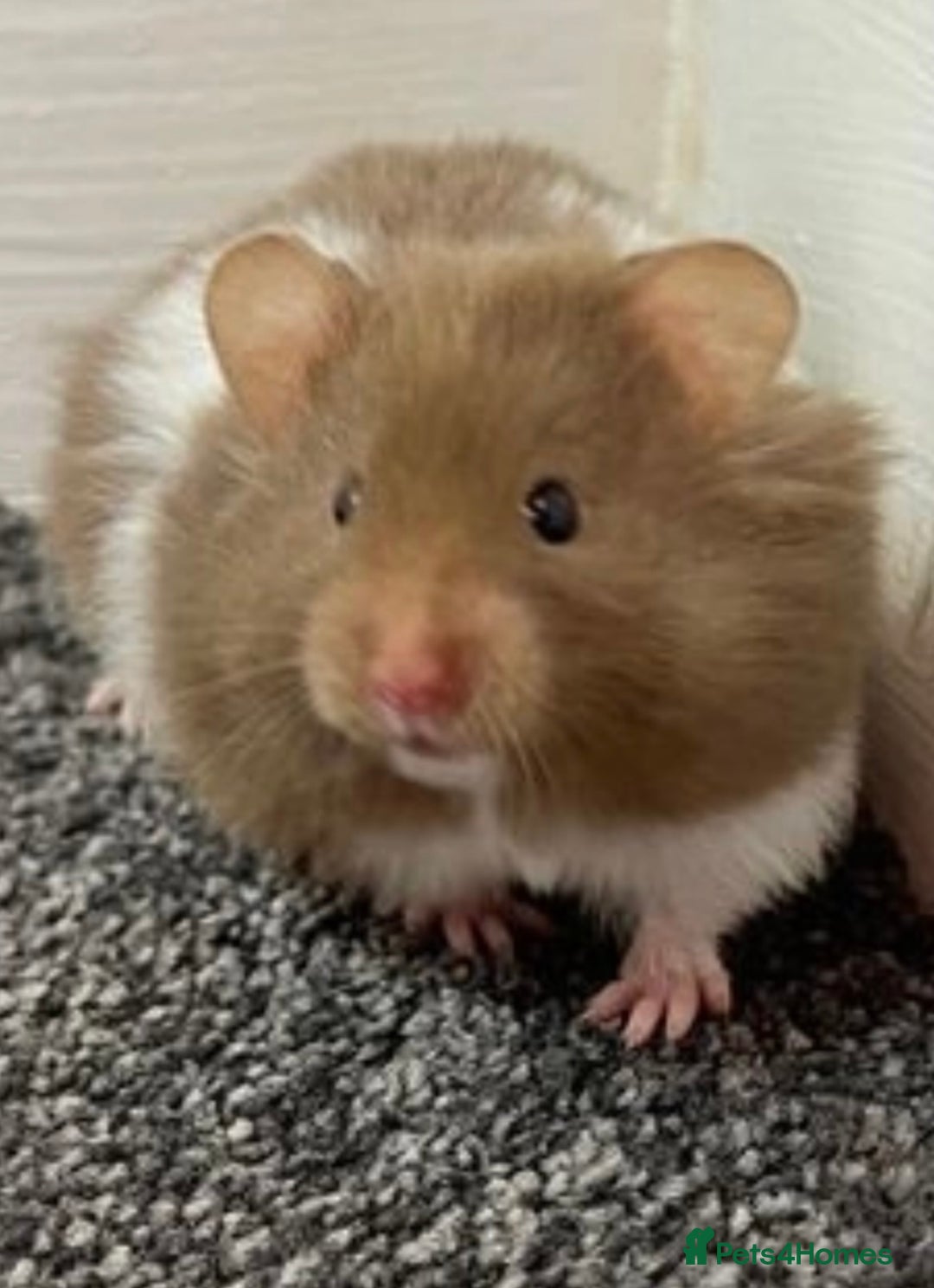 Hamster rodents for sale: Baby hamster  - Advert 7