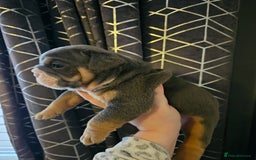 English Bulldog dogs for sale: Kc british bulldogs  - Image 21