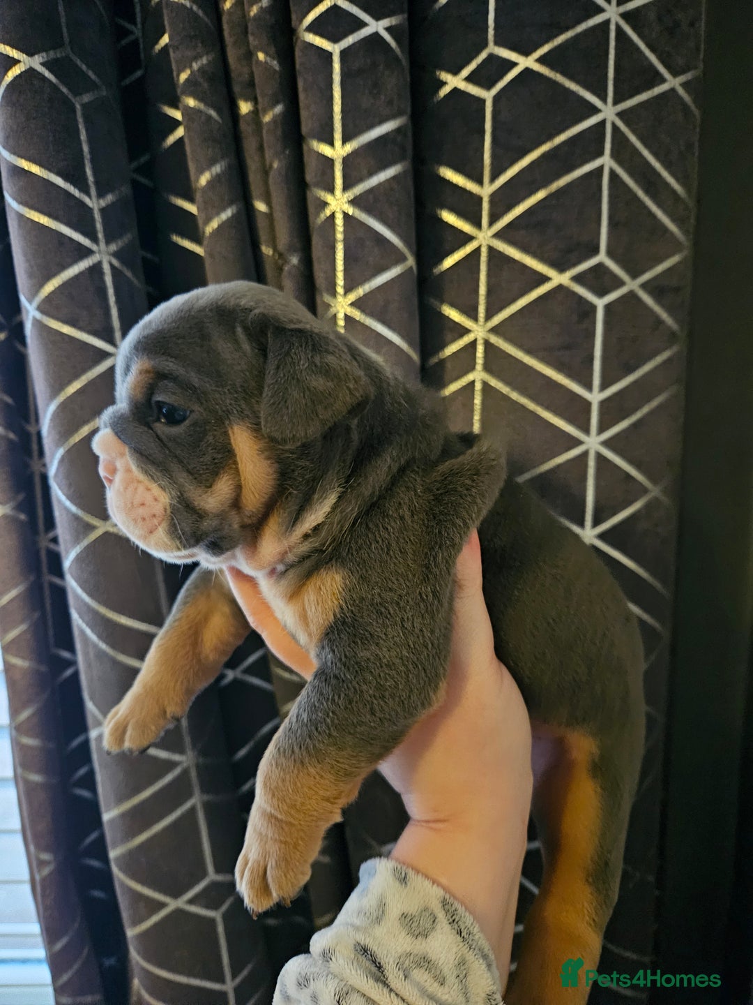 English Bulldog dogs for sale: Kc british bulldogs  - Image 21