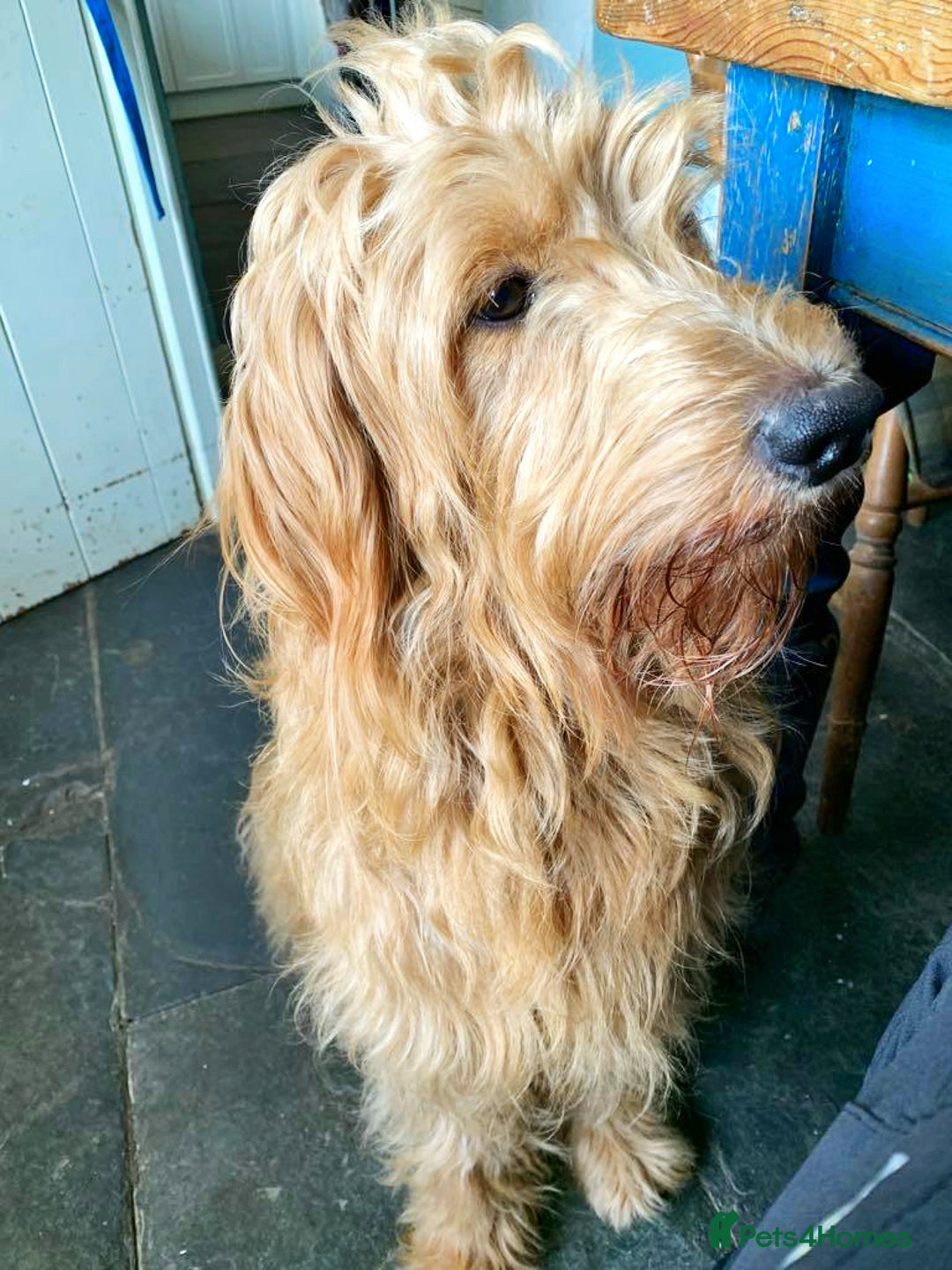 Goldendoodle dogs for sale: LAST TWO Gorgeous Goldendoodles (F1B) READY NOW! in Newcastle Emlyn - Image 12