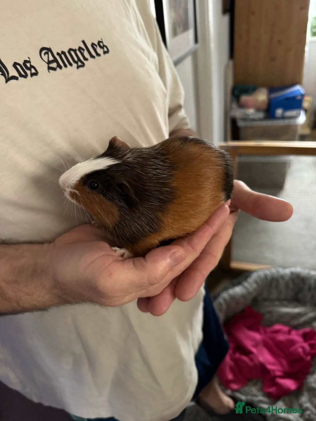 Guinea Pig rodents for sale: 5 x male Guniea pigs - Advert 3