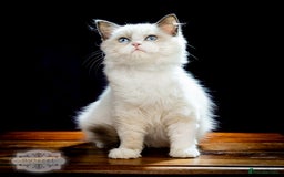 Ragdoll cats for sale: Ragdoll Bicolor Kitten Girl TICA REDUCED!!! - Image 2