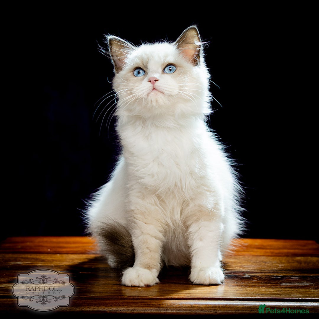 Ragdoll cats for sale: Ragdoll Bicolor Kitten Girl TICA REDUCED!!! - Image 2