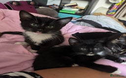 British Shorthair cats for sale: 7 kittens just turned 8 weeks  - Image 3