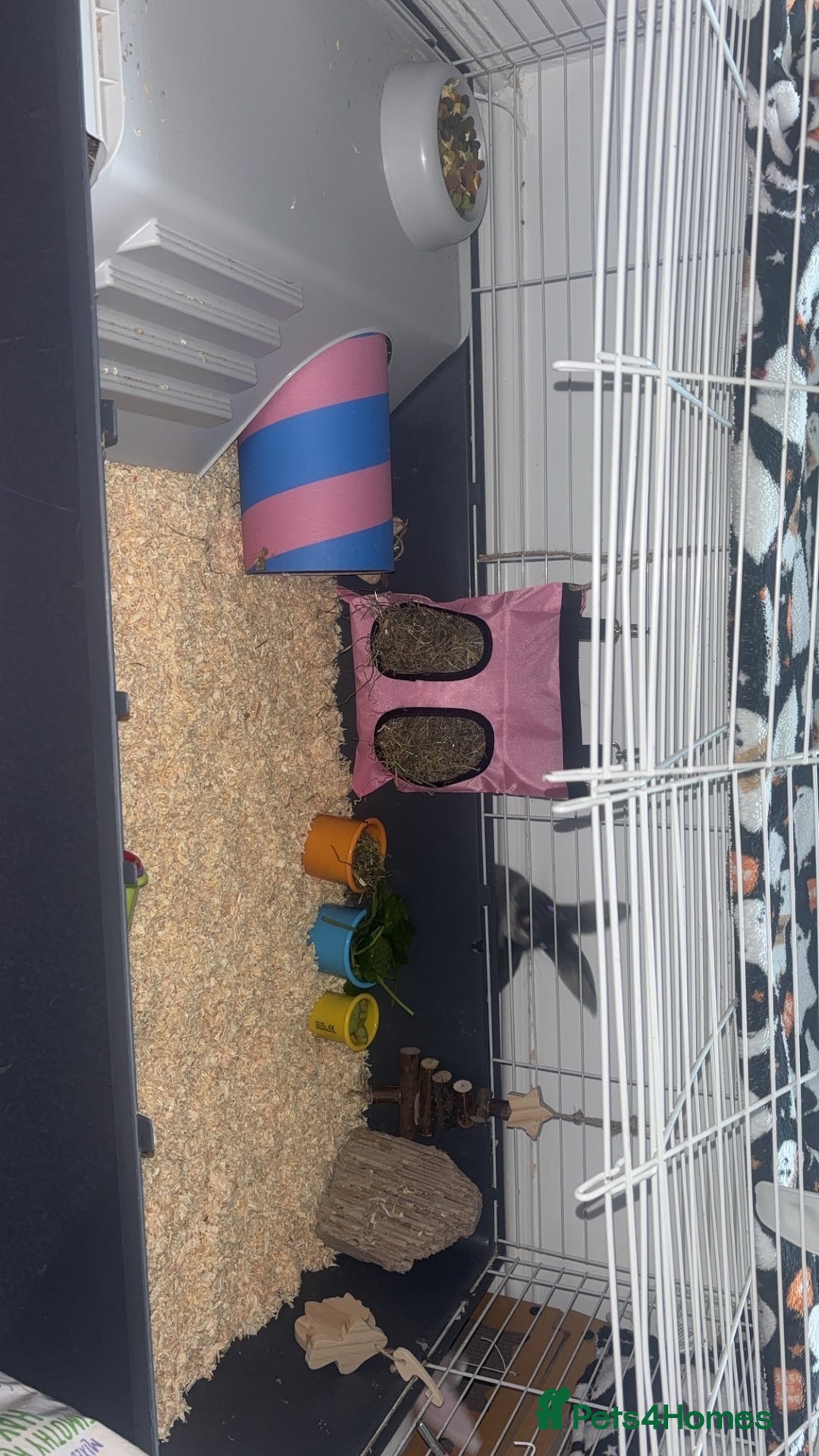 Mixed Breed rabbits for sale: 2 doe bunnies  - Advert 5