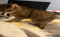 Domestic Shorthair cats for sale: Lulu the lovely house cat. - Image 2