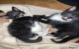 British Shorthair cats for sale: Adorable Kittens - Image 1