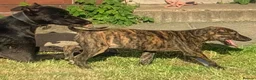 Lurcher dogs for sale: First cross saluki greyhounds  - Advert 17