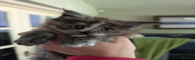 Maine Coon Kitten tortie smoke