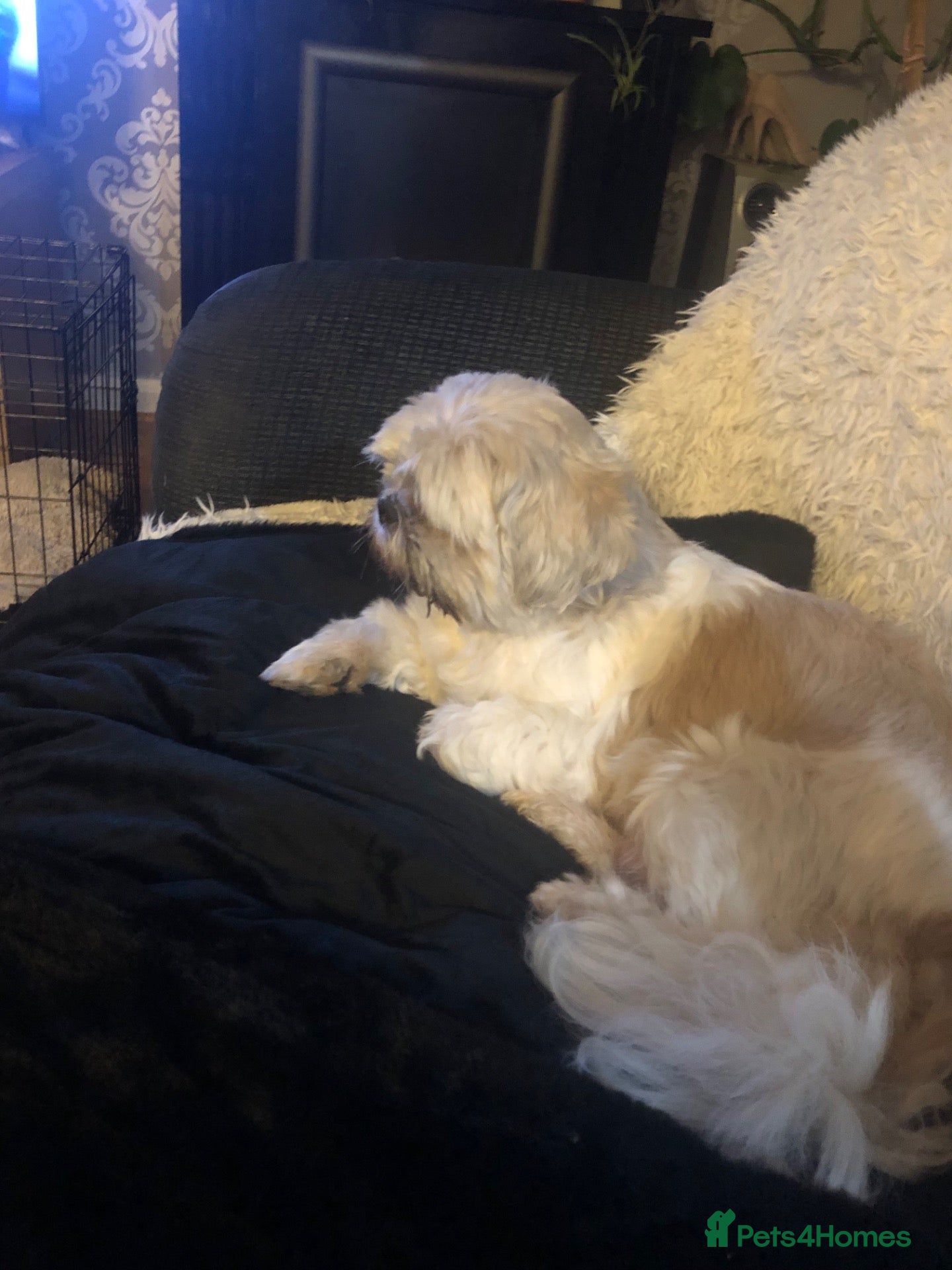 Shih Tzu dogs Beautiful Shih Tzu puppies  - Advert 1