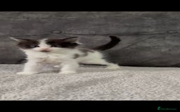 Ragdoll cats for sale: Ragdoll cross kittens - Image 2