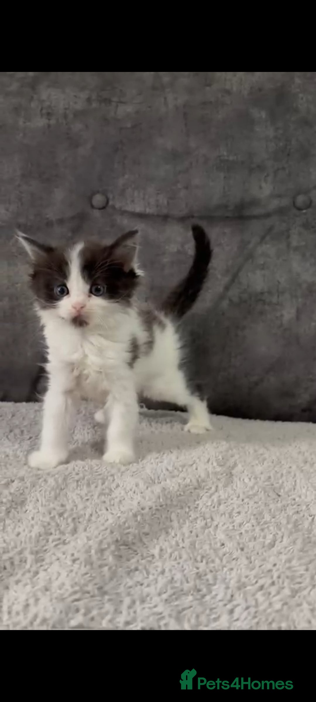 Ragdoll cats for sale: Ragdoll cross kittens - Image 2