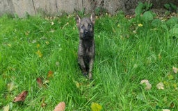 German Shepherd dogs for sale: German Shepherd Puppies - Image 14