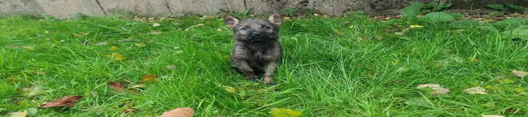 German Shepherd Puppy 6