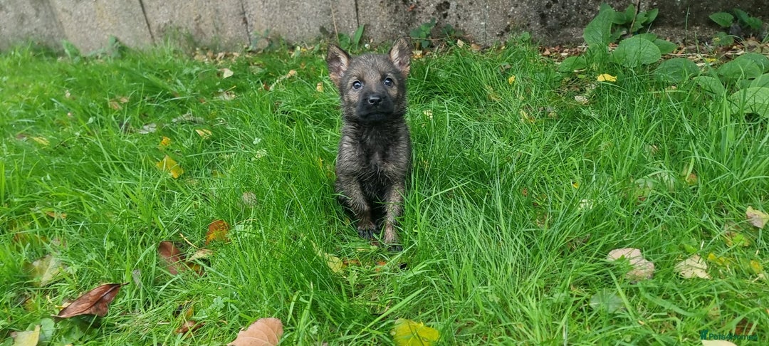 German Shepherd dogs for sale: German Shepherd Puppies - Image 14