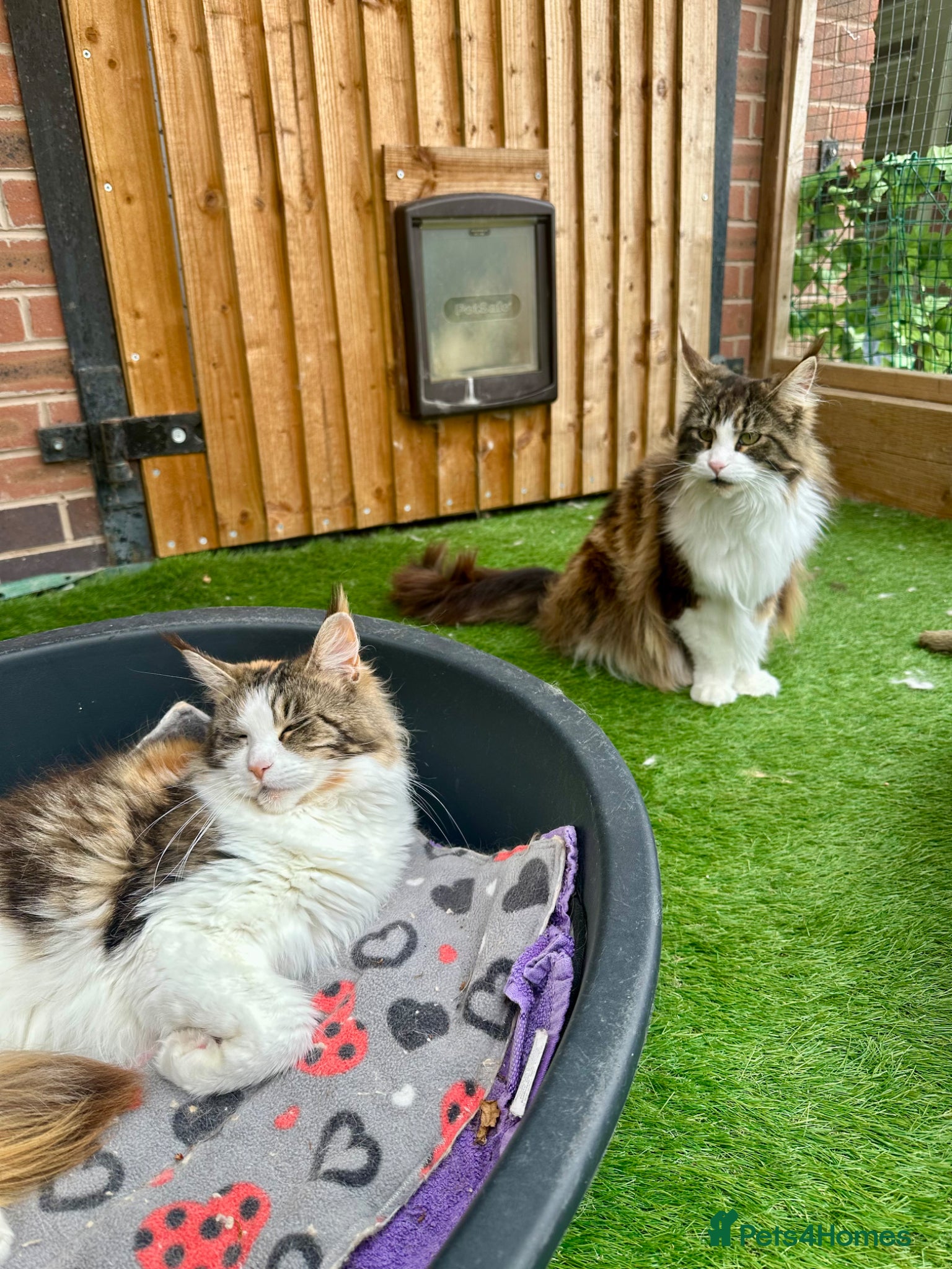 Maine Coon cats Retired Queens Looking For Comfy Laps!! - Advert 1