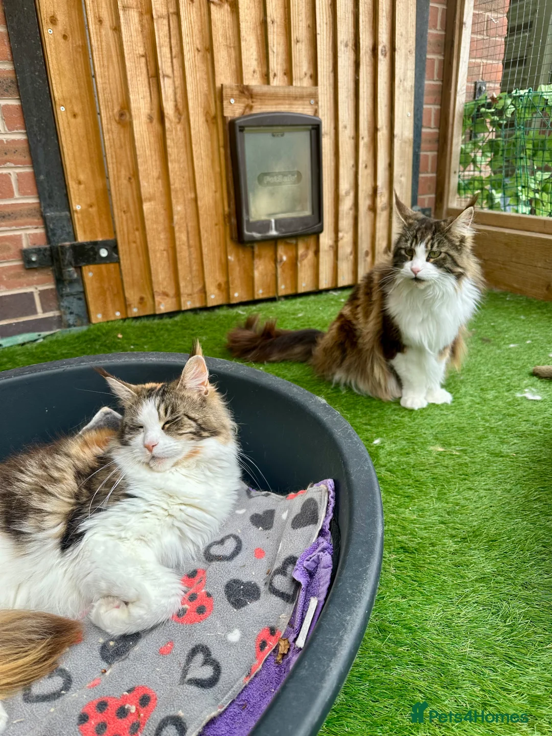 Maine Coon cats for sale: Retired Queens Looking For Comfy Laps!! - Advert 1