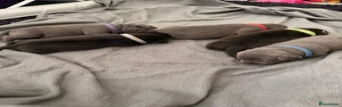 PURPLE COLLAR, Blue male 