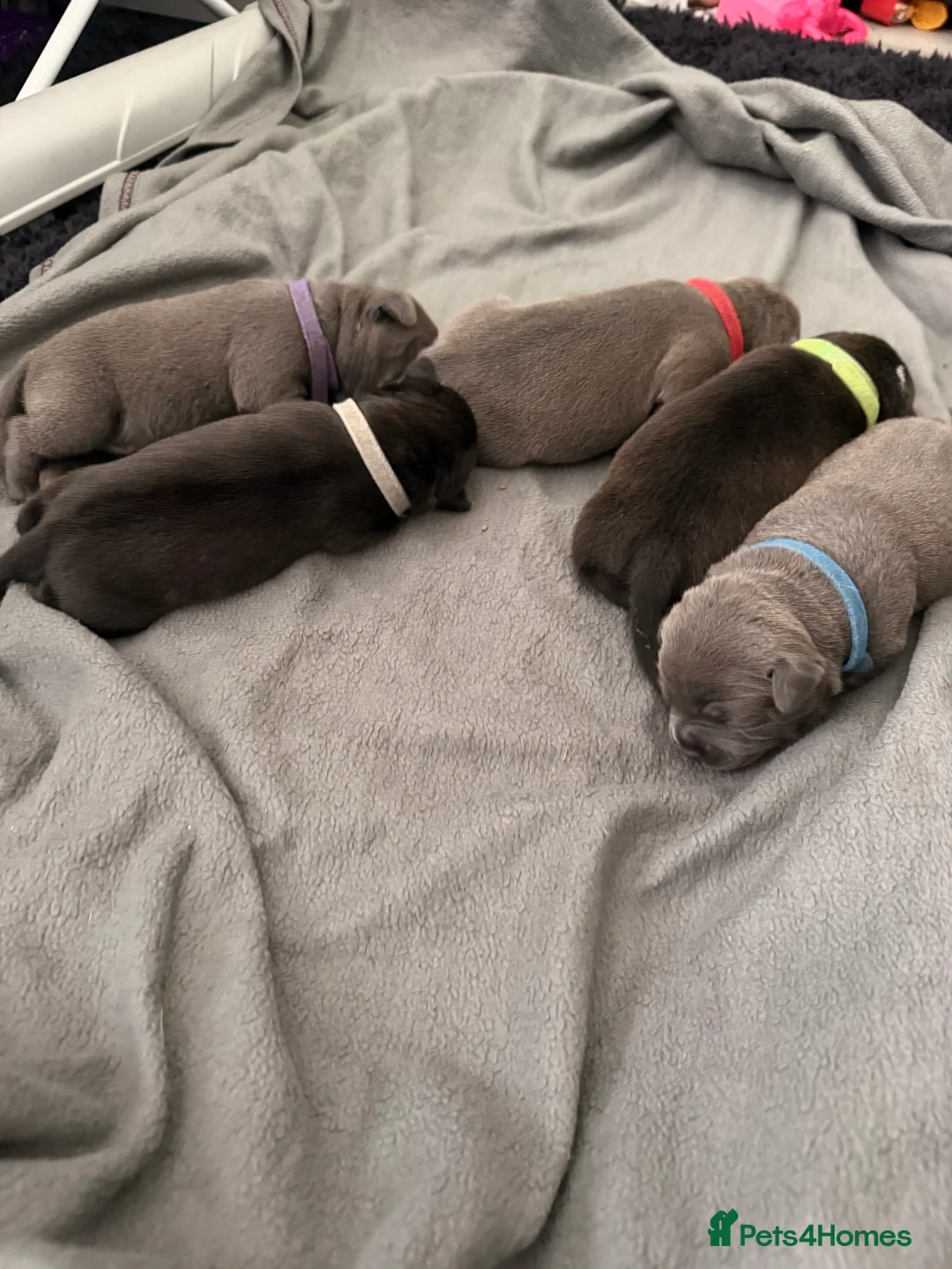 Staffordshire Bull Terrier dogs for sale: 6x champion sired SBT puppies  - Advert 2