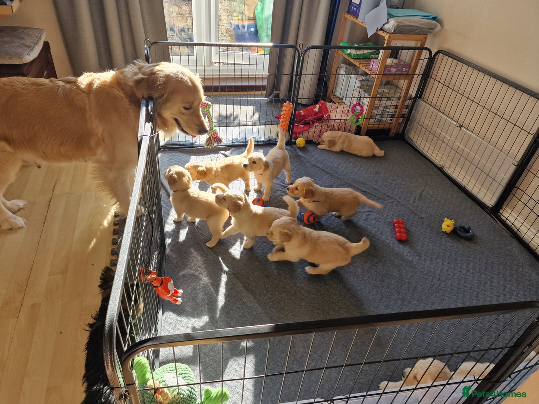 Golden Retriever dogs for sale: Golden Retriever puppies  in Lee-on-the-Solent - Image 7