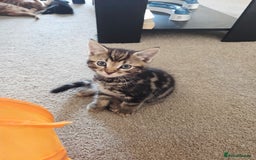 Mixed Breed cats for sale: One boy kitten - Image 2